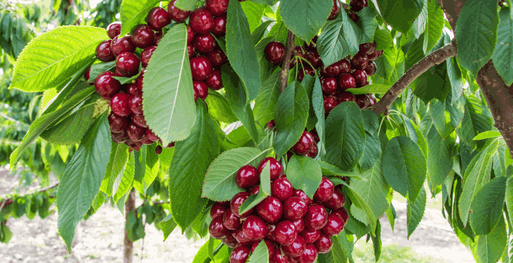 Farmers Solidarity for Agricultural and Social Development | Home