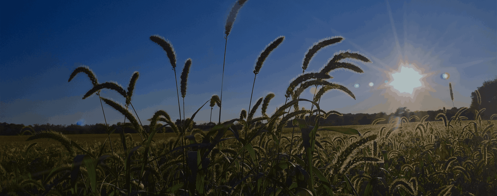 Farmers Solidarity for Agricultural and Social Development | Home